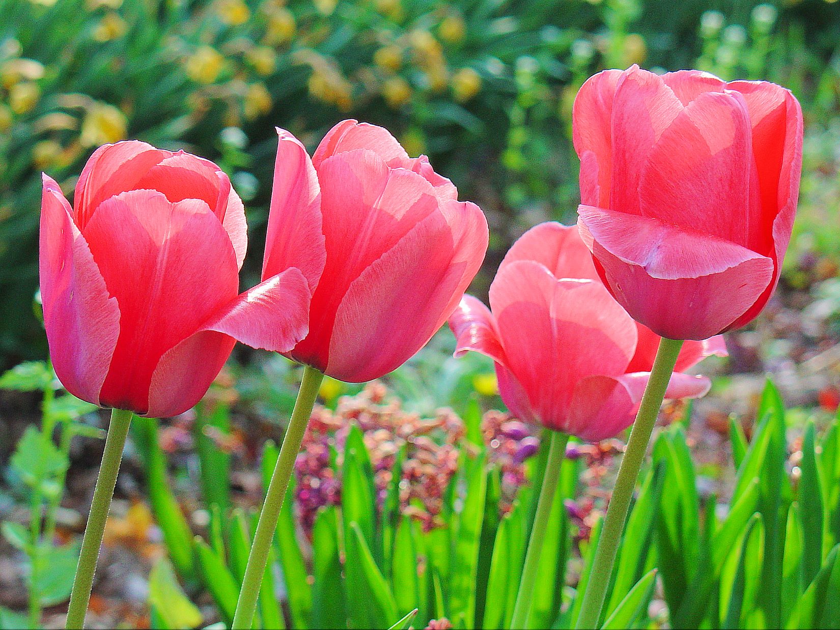 Spring Tulips - home slider.JPG