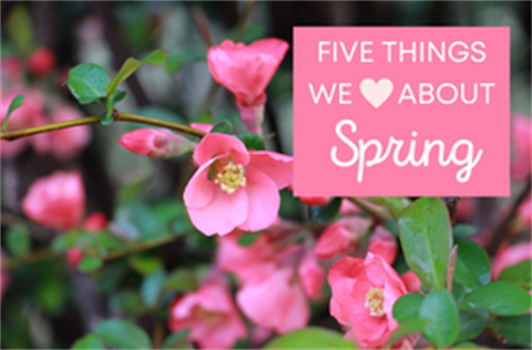 5 Things We Love.png